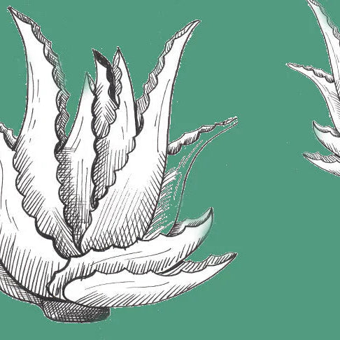 Heilpflanzen-Heroes - Aloe vera