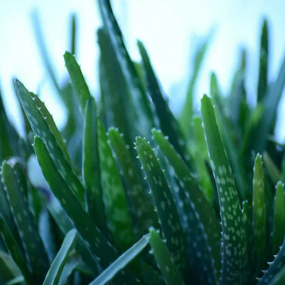 Der Star des Sommers: Aloe vera