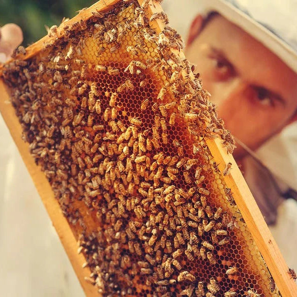 Was ist eigentlich Propolis?