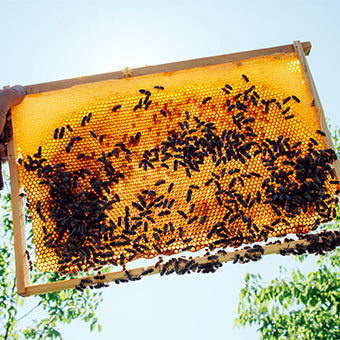 Natur pur: Propolis