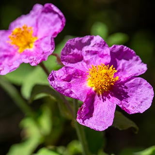 Cistus - eine Heilpflanze fürs Immunsystem